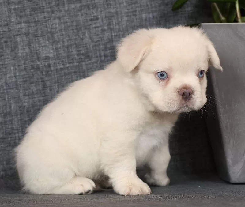 Prince Fluffy Platinum