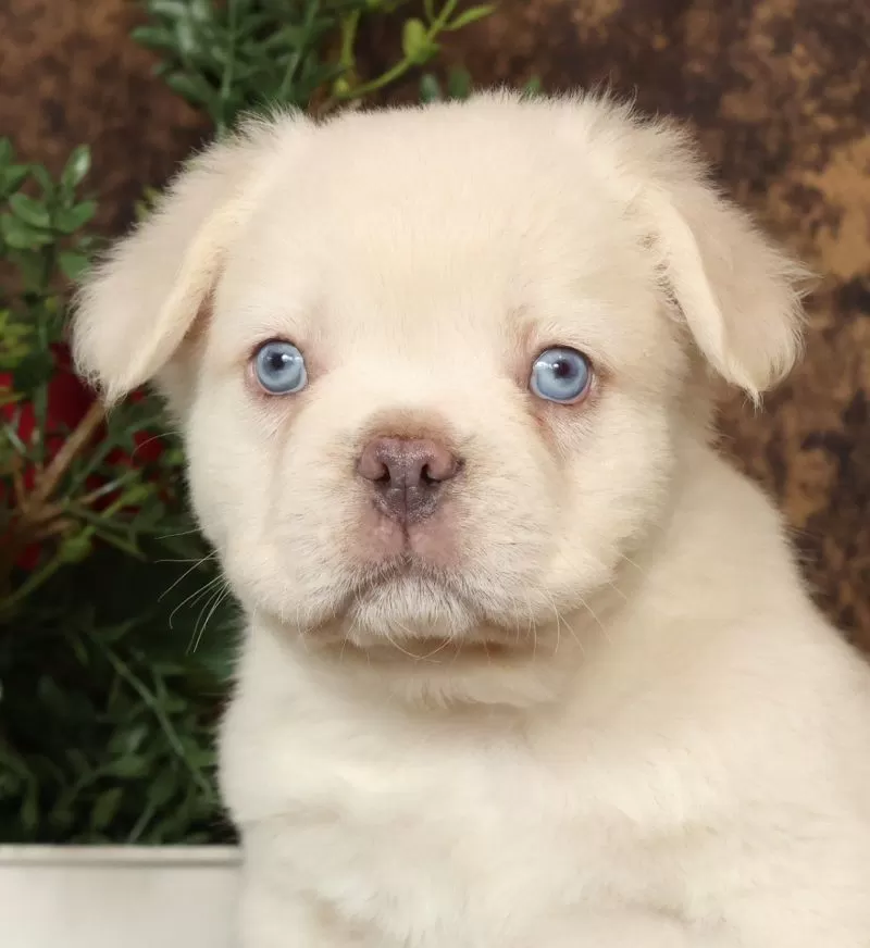 Prince Fluffy Platinum