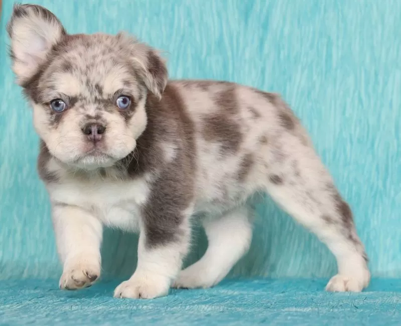 Lilly Fluffy Lilac Tan Merle