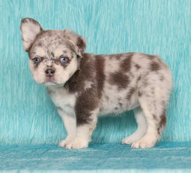 Lilly Fluffy Lilac Tan Merle