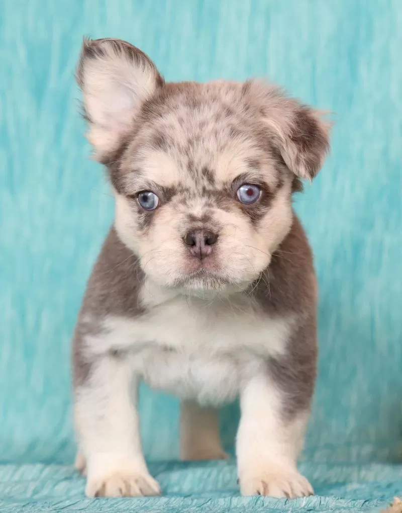 Lilly Fluffy Lilac Tan Merle