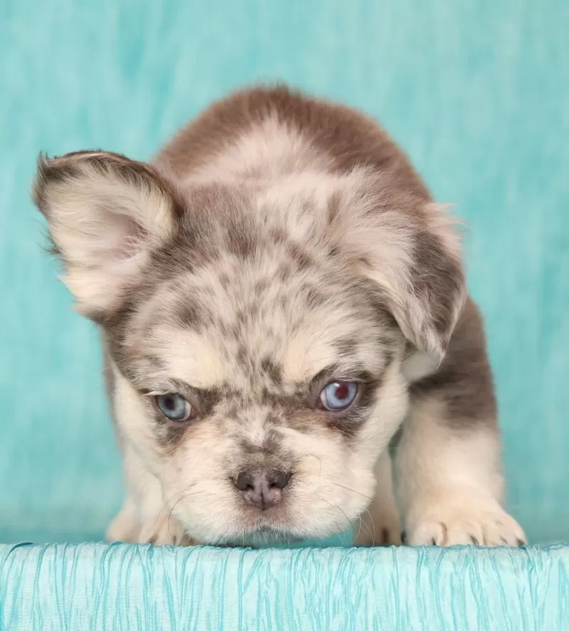 Lilly Fluffy Lilac Tan Merle