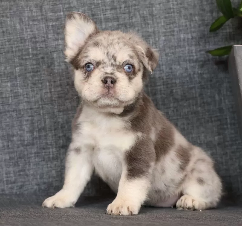 Lilly Fluffy Lilac Tan Merle