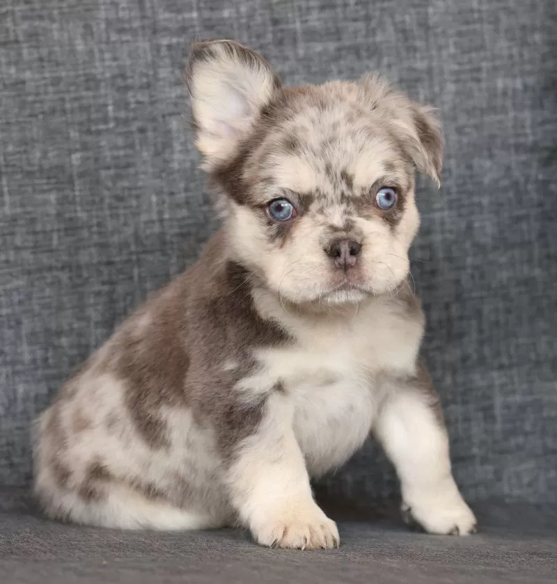 Lilly Fluffy Lilac Tan Merle