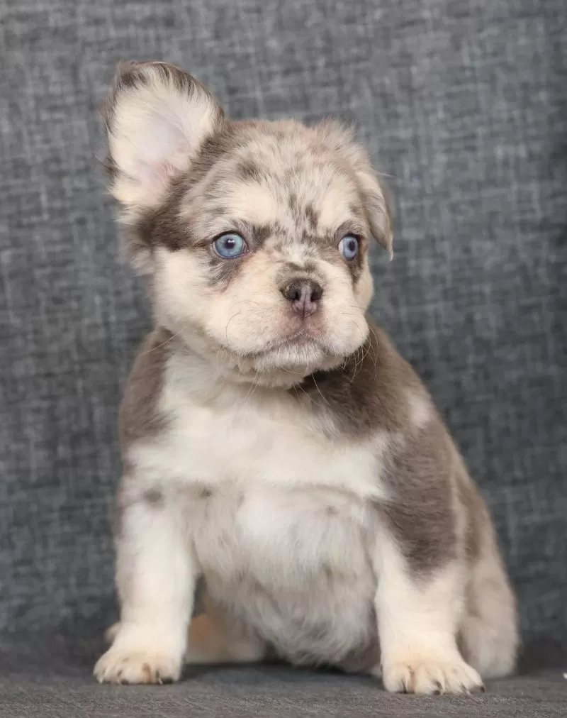 Lilly Fluffy Lilac Tan Merle