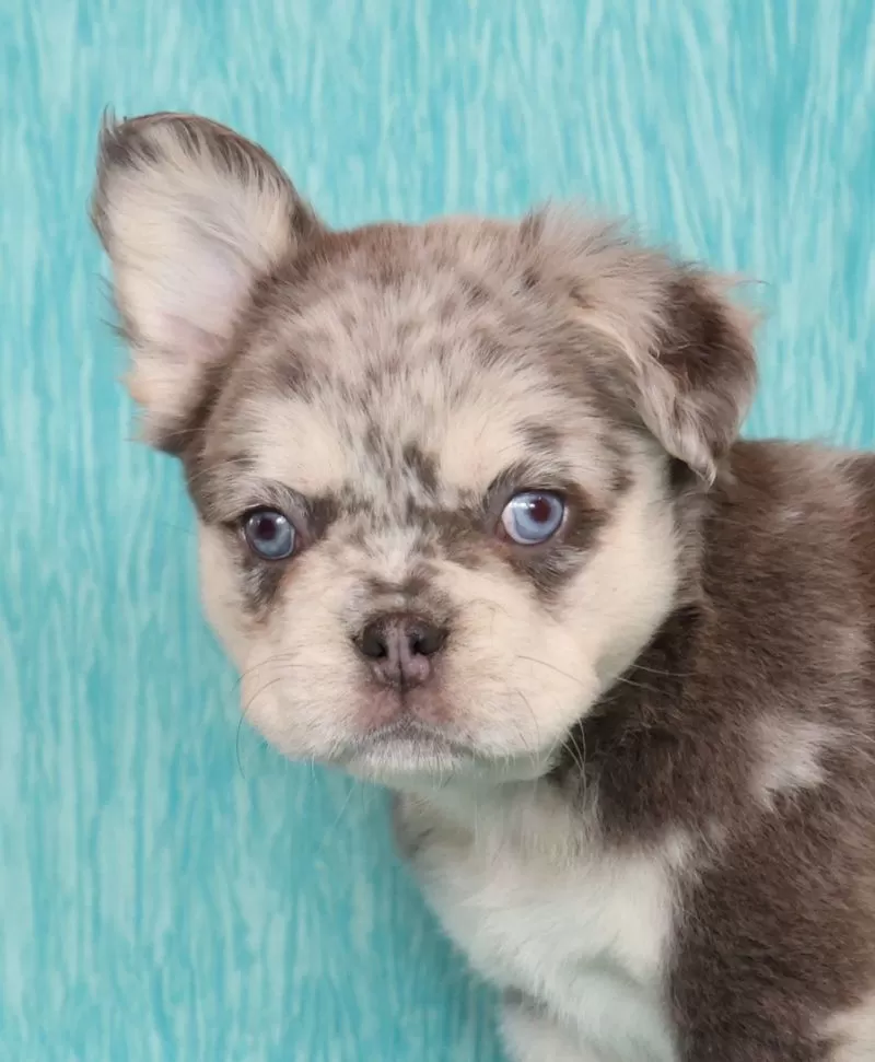 Lilly Fluffy Lilac Tan Merle