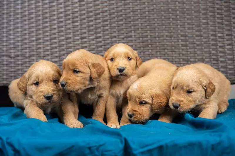 Golden Retrievers puppies coming soon