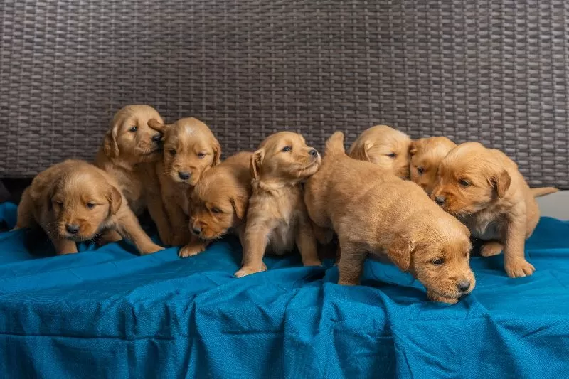Golden Retrievers puppies coming soon