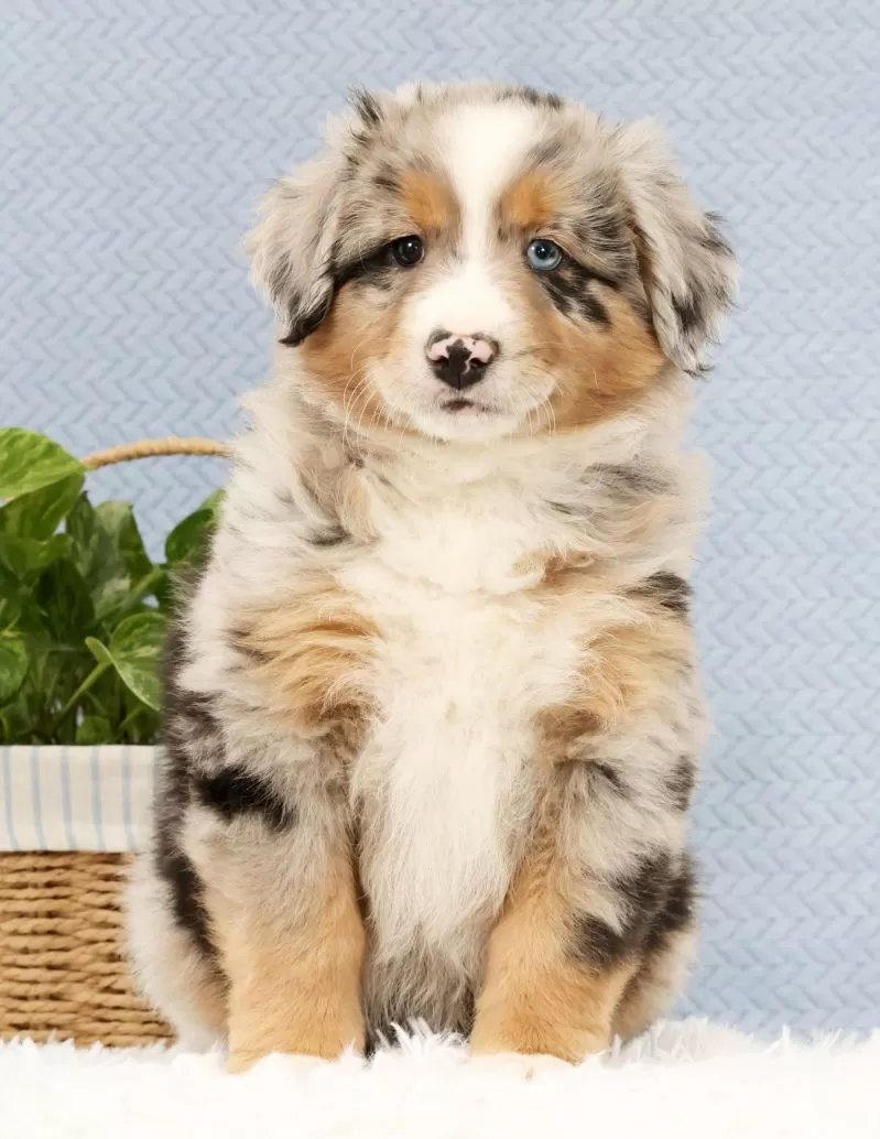 Leo