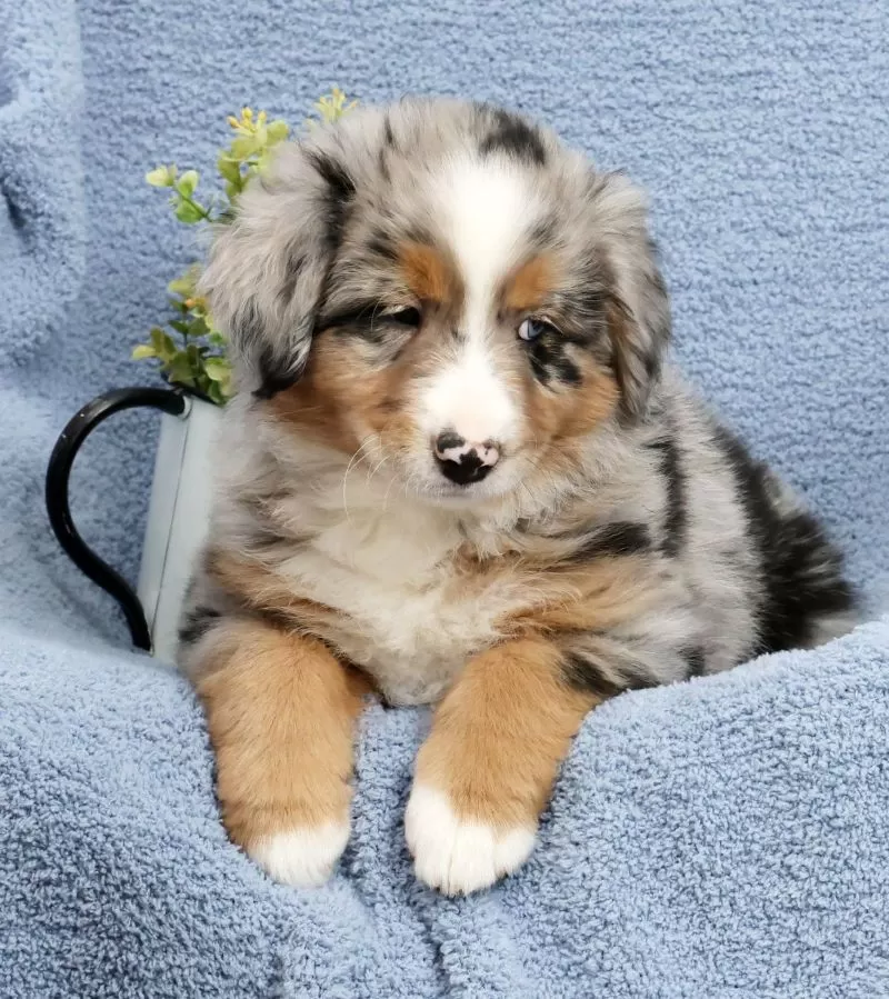 Leo
