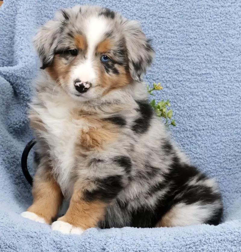 Leo