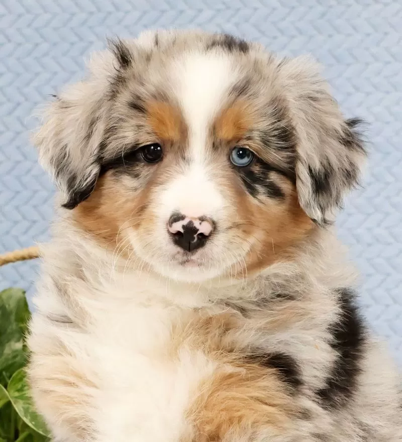 Leo