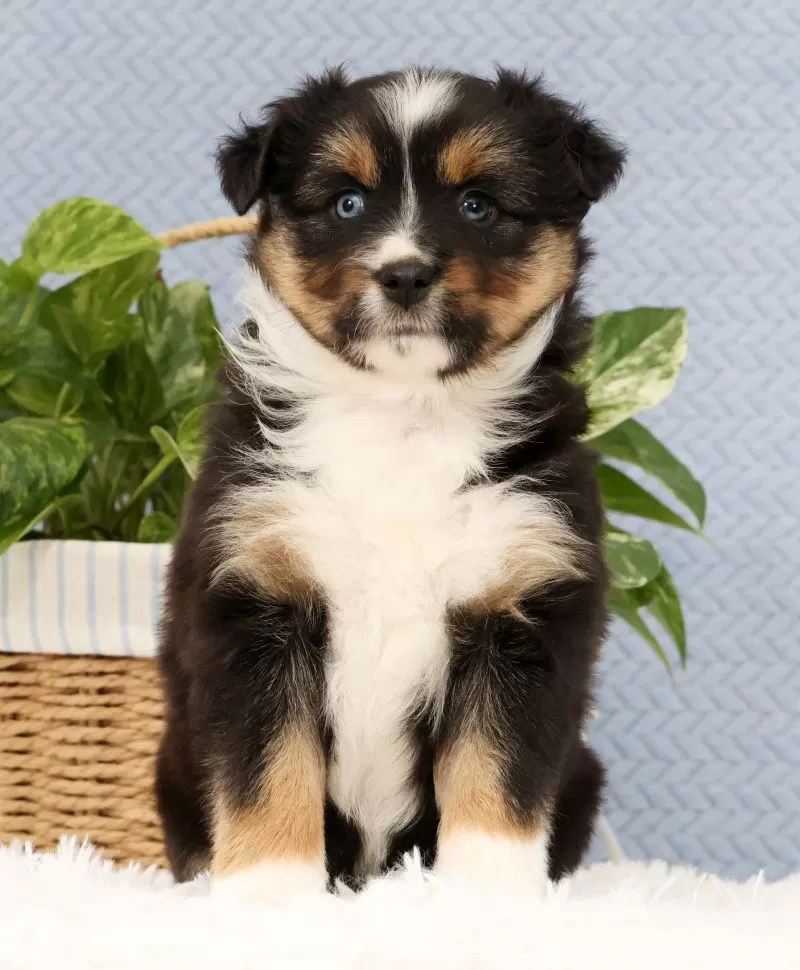 Roxy