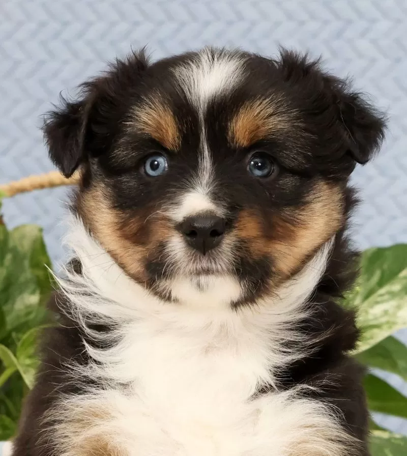 Roxy