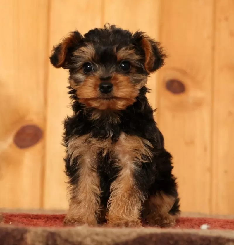 Mr Cutie