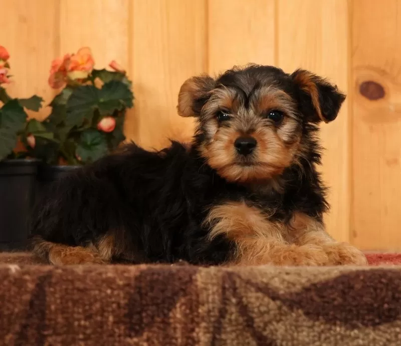 Max
