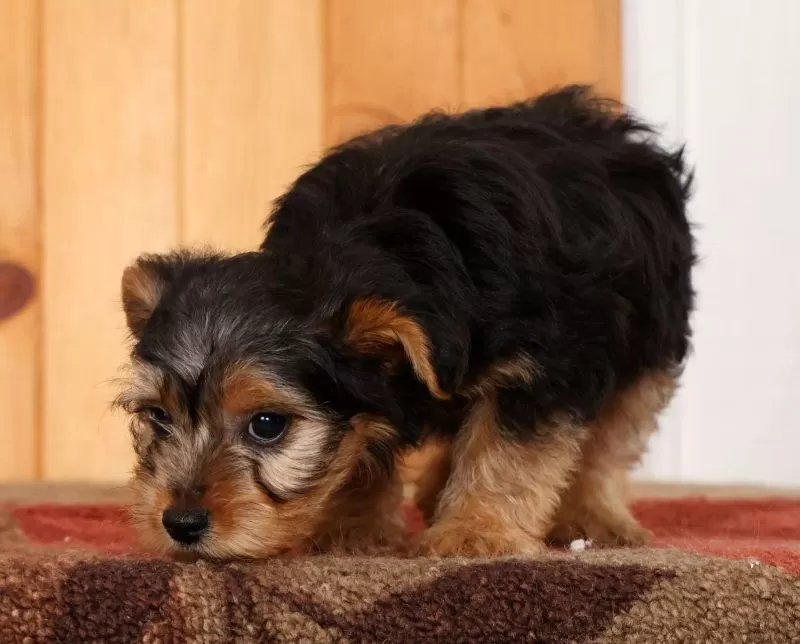 Max