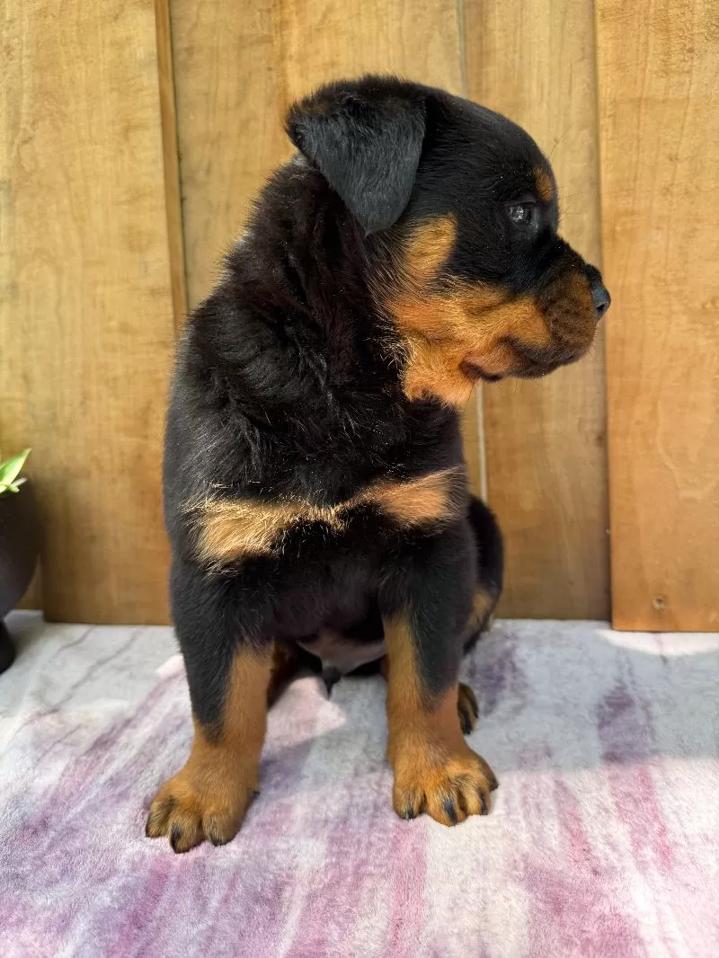 Fritz