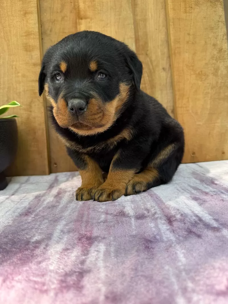 Titan
