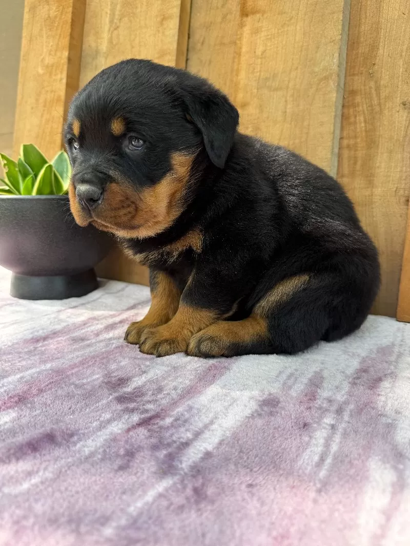 Titan