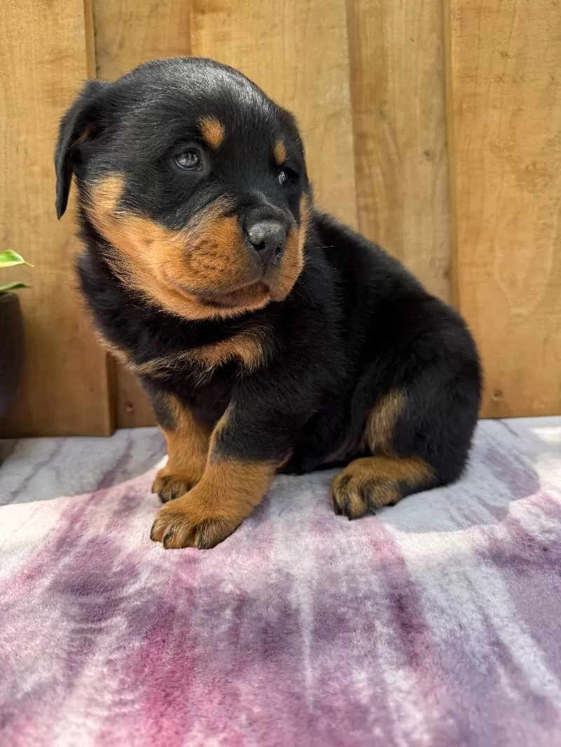 Titan
