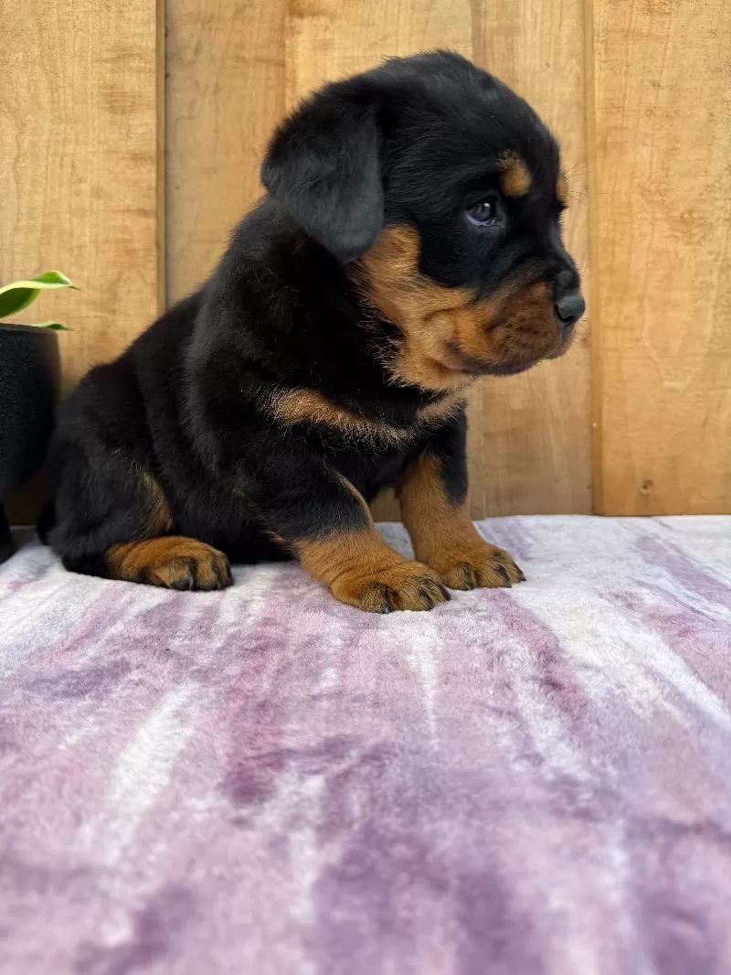 Stella