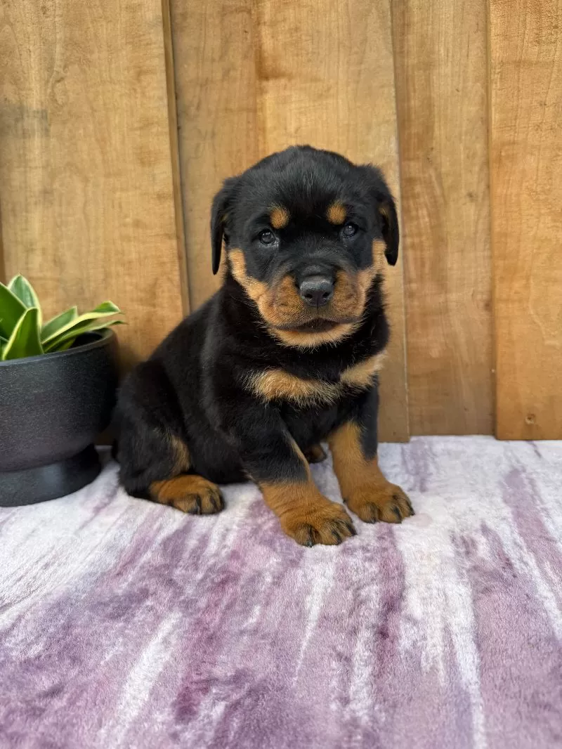 Stella