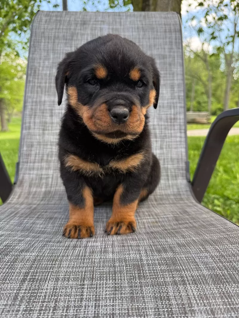 Stella
