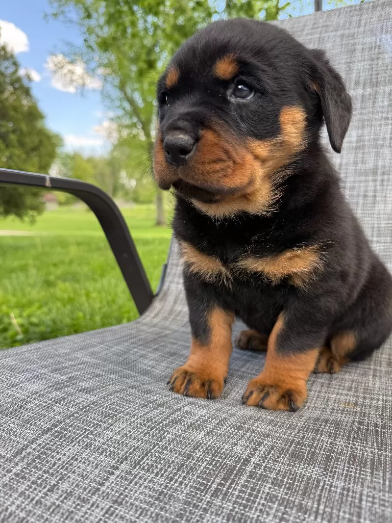 Stella