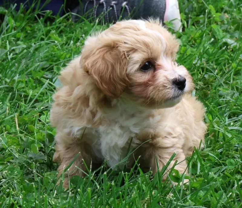 Roscoe
