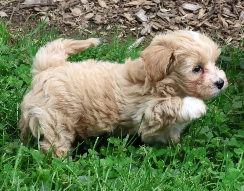 Roscoe
