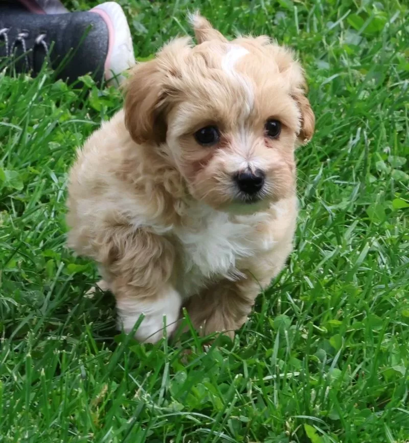 Roscoe