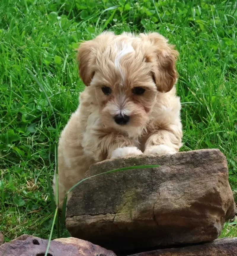 Roscoe