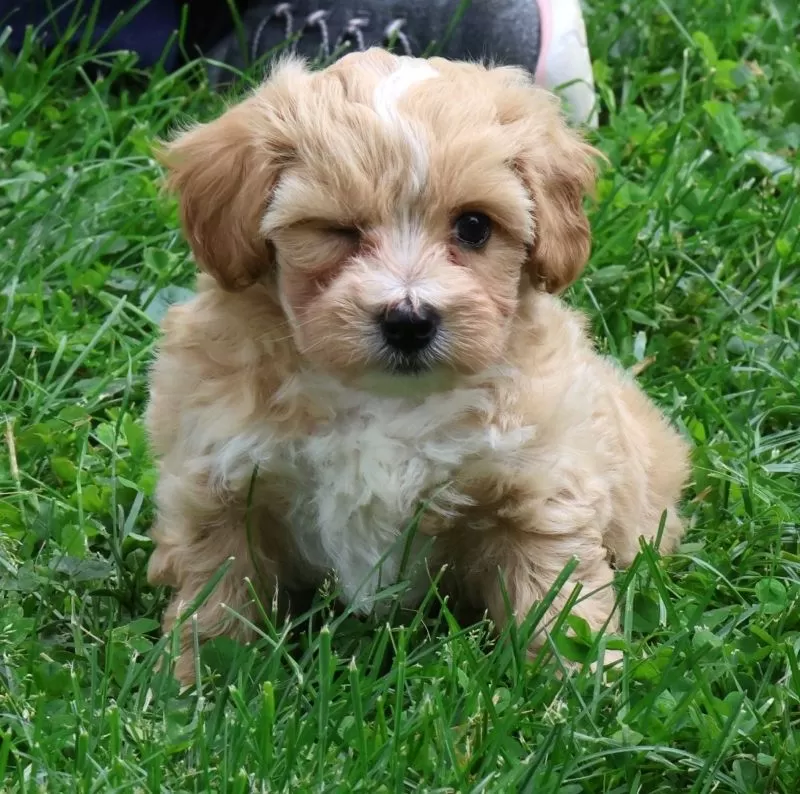 Roscoe
