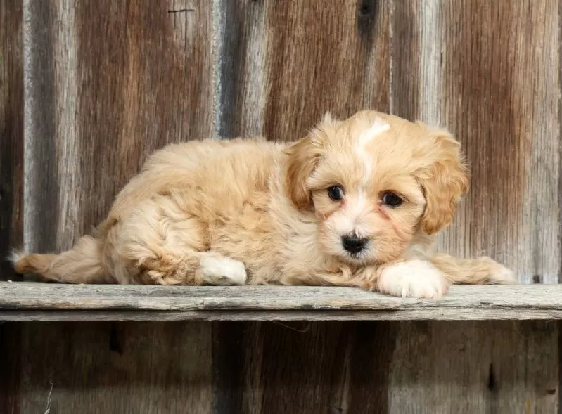 Roscoe