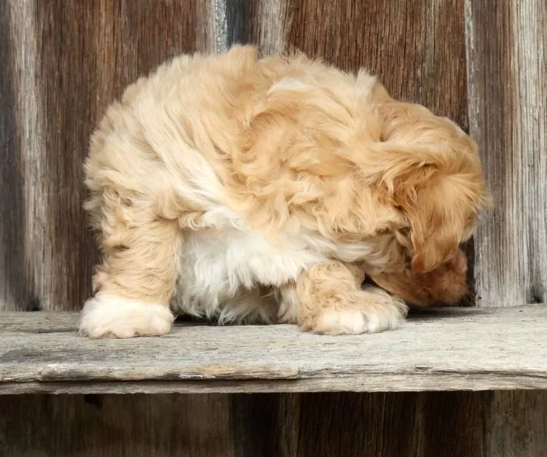 Roscoe