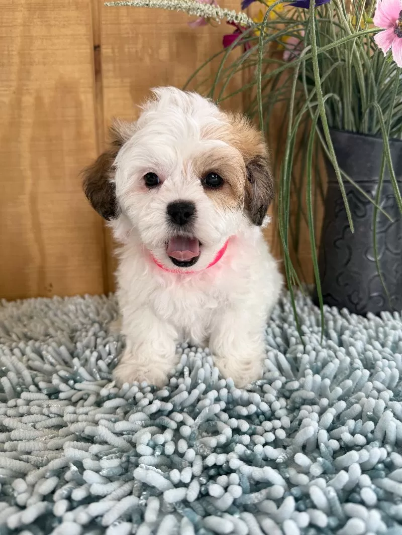 Sweetie