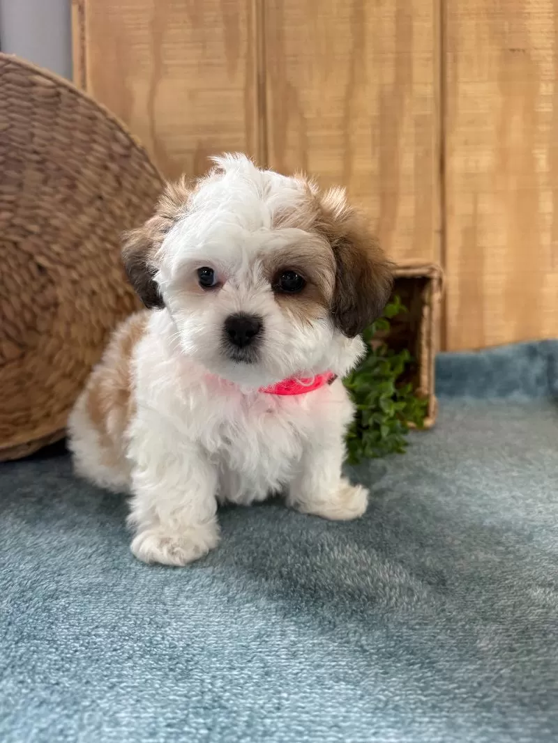 Sweetie