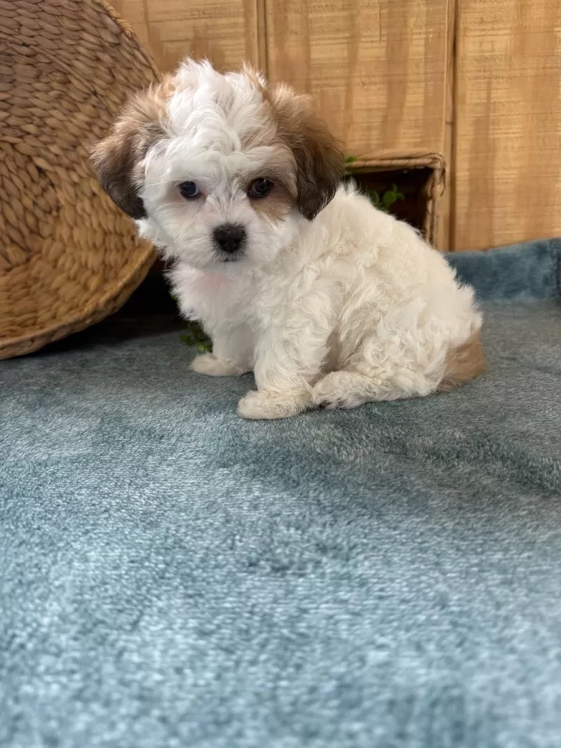 Sweetie