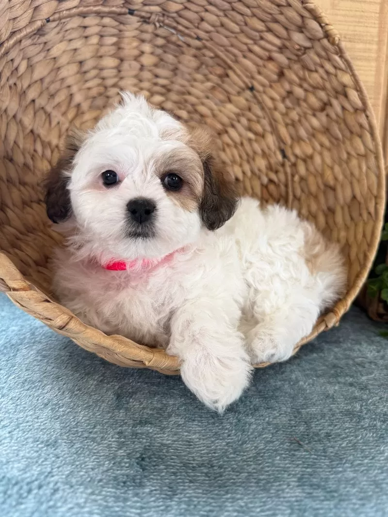 Sweetie