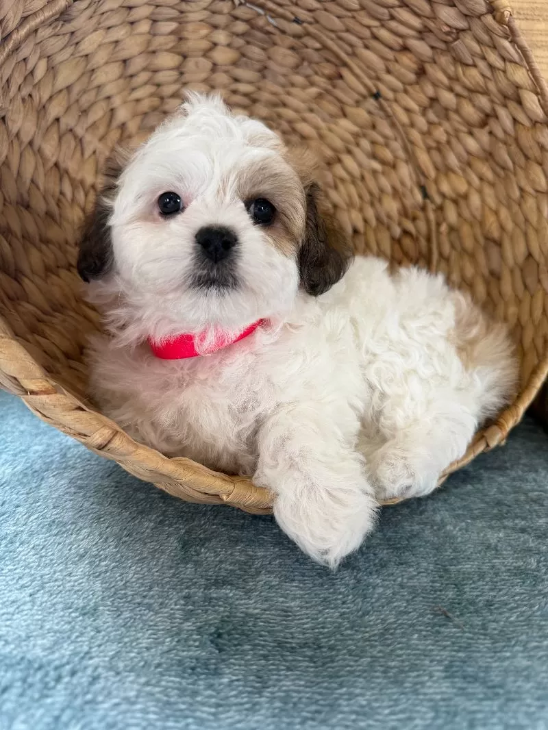 Sweetie