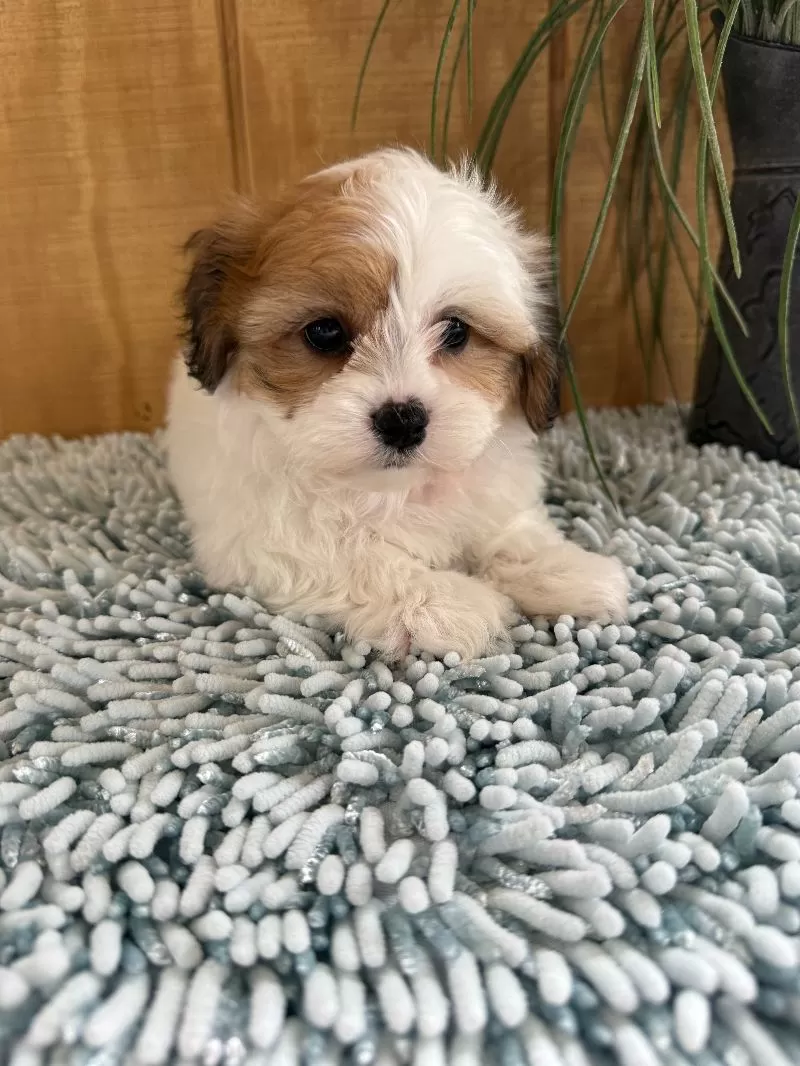 Precious