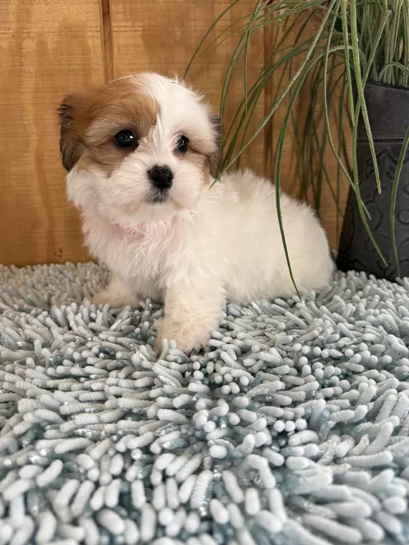 Precious