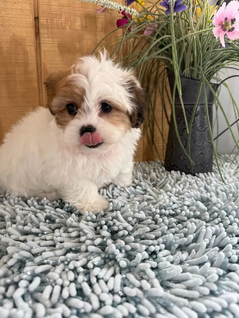 Precious