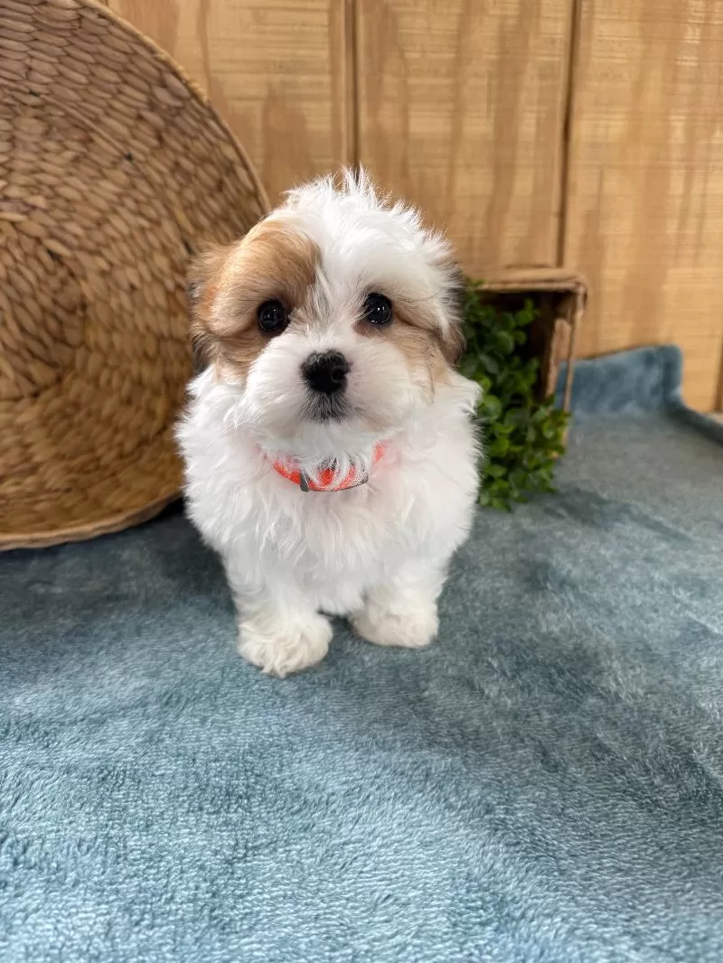 Precious