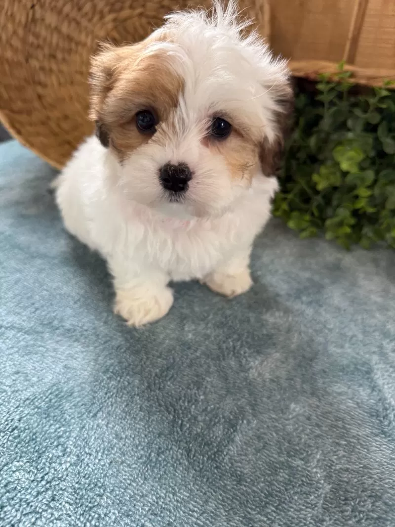 Precious