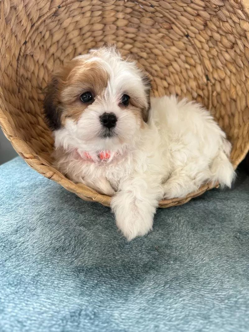 Precious