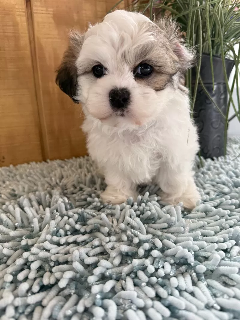 Fluffie