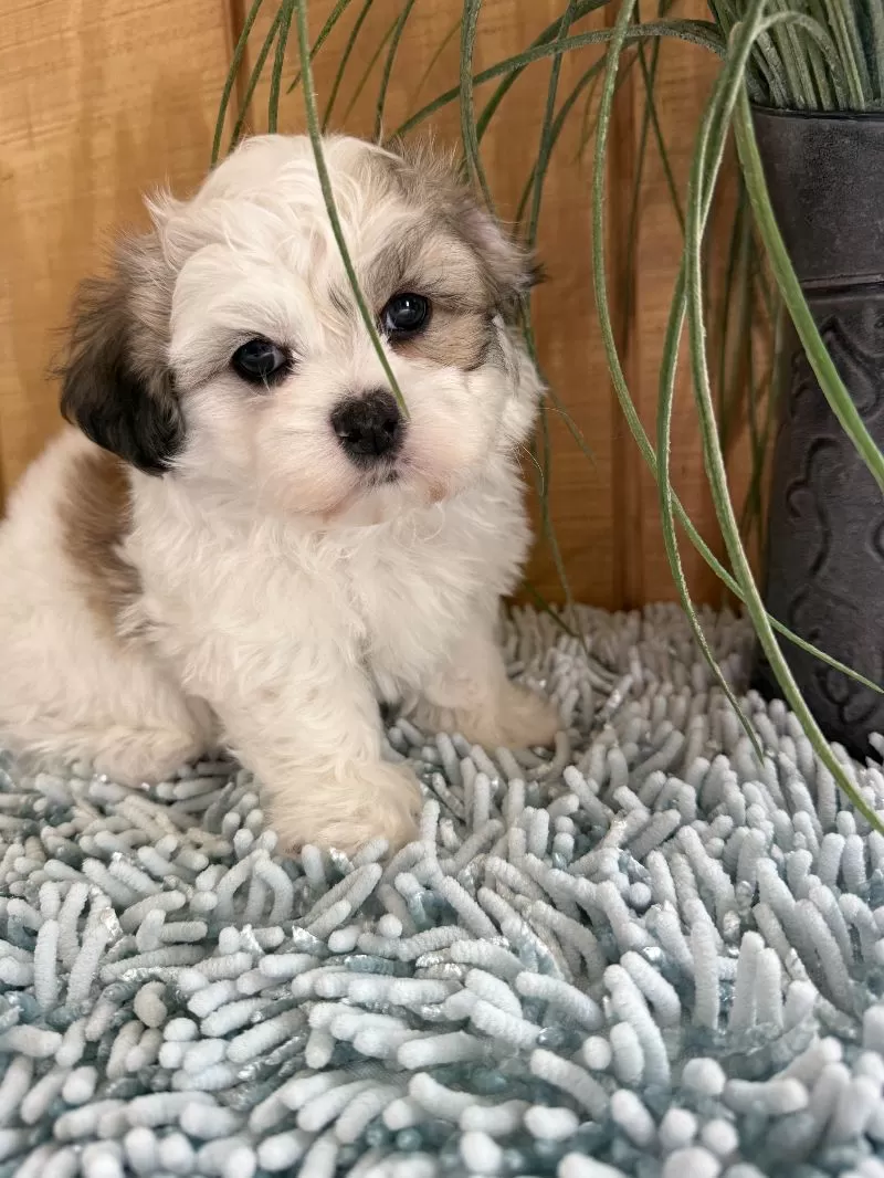 Fluffie