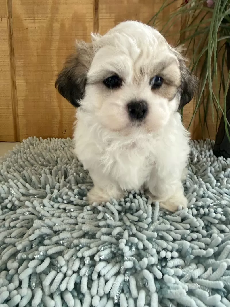 Fluffie